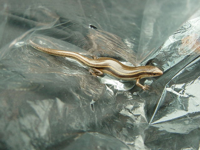 �R�����g