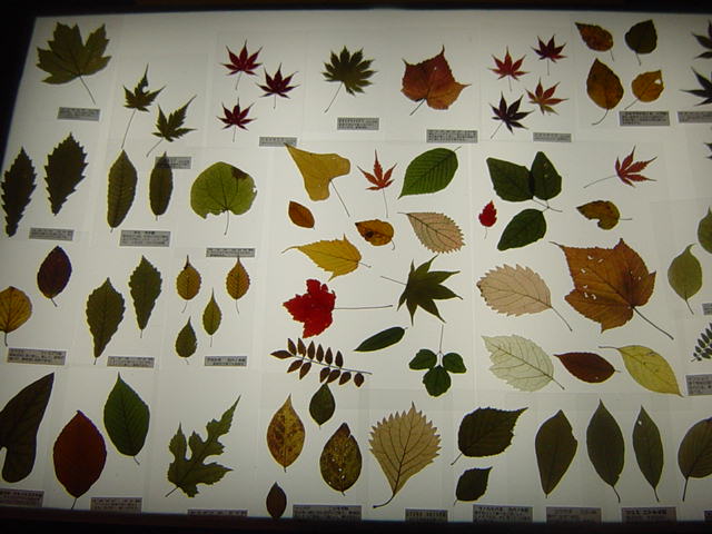 �R�����g