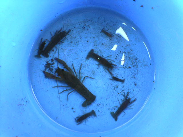 �R�����g