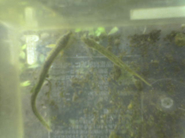 �R�����g