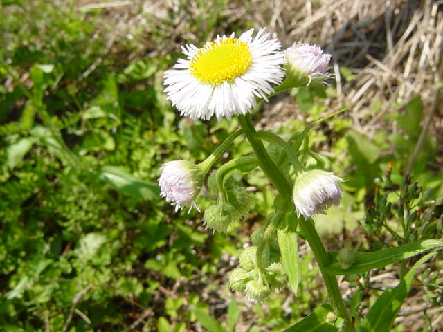 �R�����g