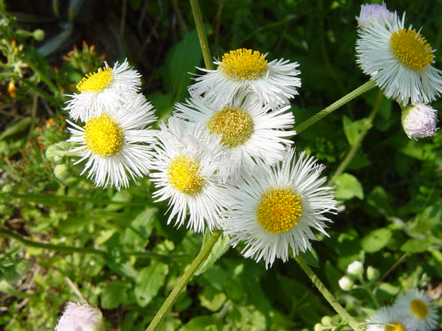 �R�����g