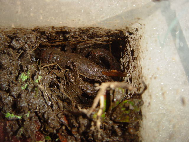 �U���K�j�̓~��