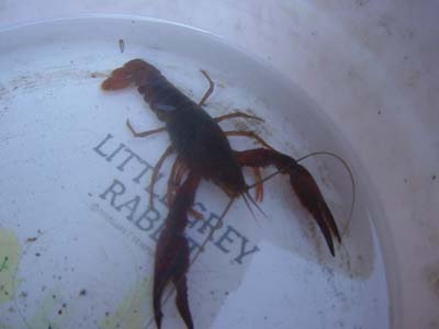 �U���K�j�̃I�X