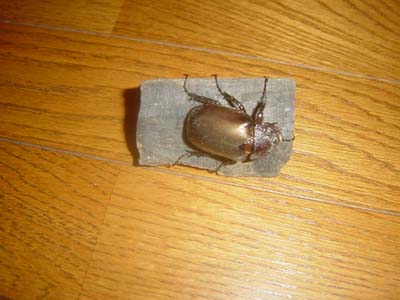 �A�g���X�I�I�J�u�g