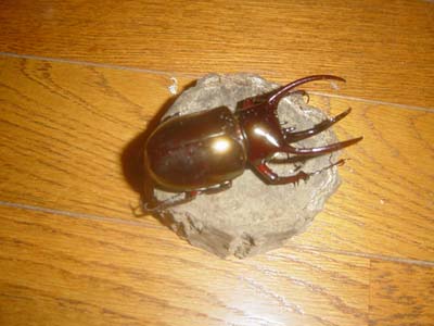 �A�g���X�I�I�J�u�g