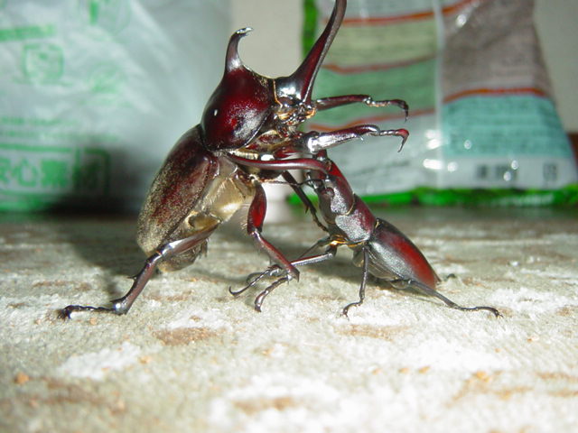 �J�u�gvs�N���K�^