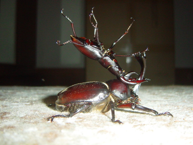 �J�u�gvs�N���K�^