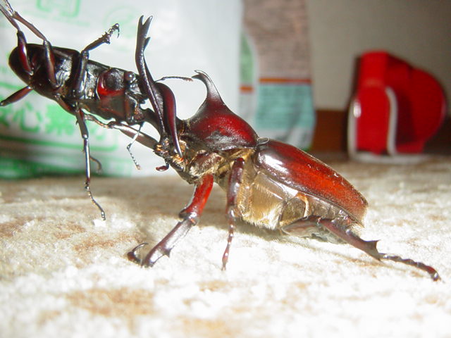 �J�u�gvs�N���K�^