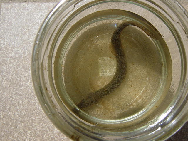 �ӂ��̃h�W���E