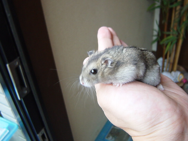 �n���X�^�[