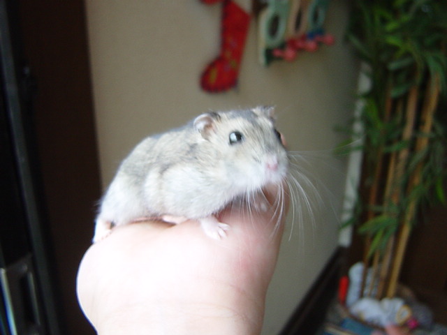 �n���X�^�[