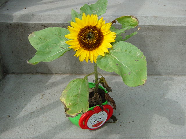 �~�j�Ђ܂��