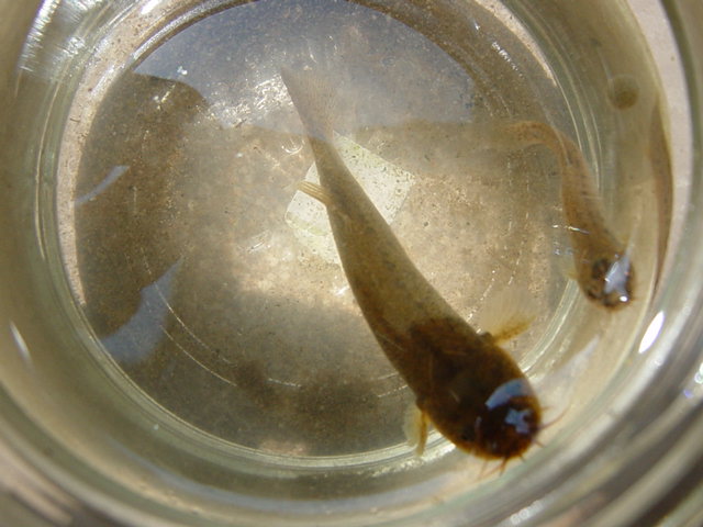 �z�g�P�h�W���E