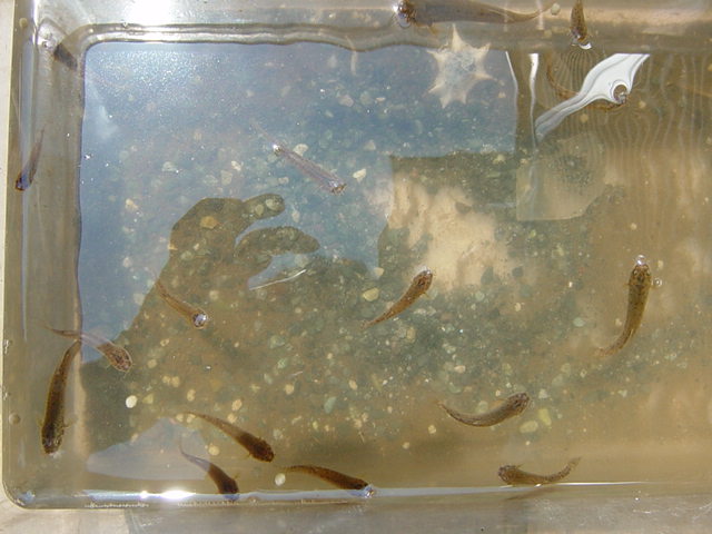 �z�g�P�h�W���E