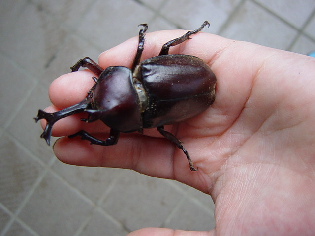 ���ԂƂ̃I�X