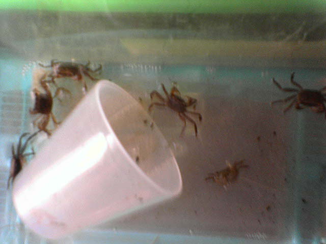 �J�j�̐Ԃ����