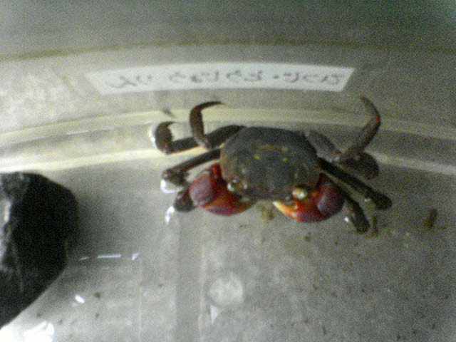 �傫���J�j�i10cm�j