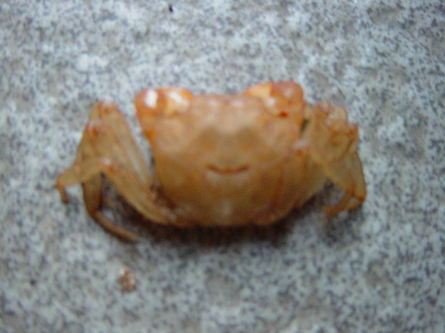 �E�炵���k