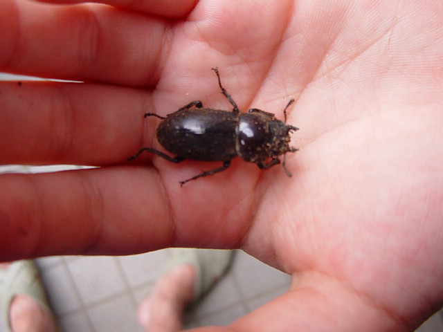 ���킪���̃��X