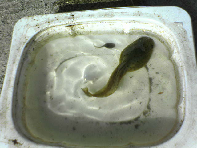 �c�`�K�G���̂����܂��Ⴍ��