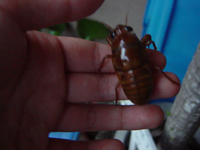 �Z�~�̗c��