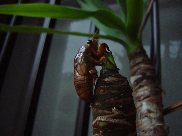 �Z�~�̗c��