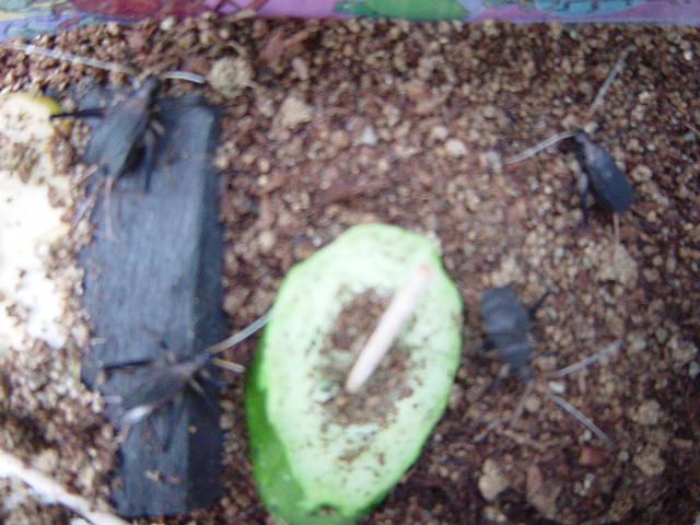 �����ނ�