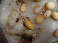 �R�����g