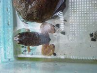 �c�`�K�G��