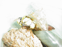 ���S�̛z��