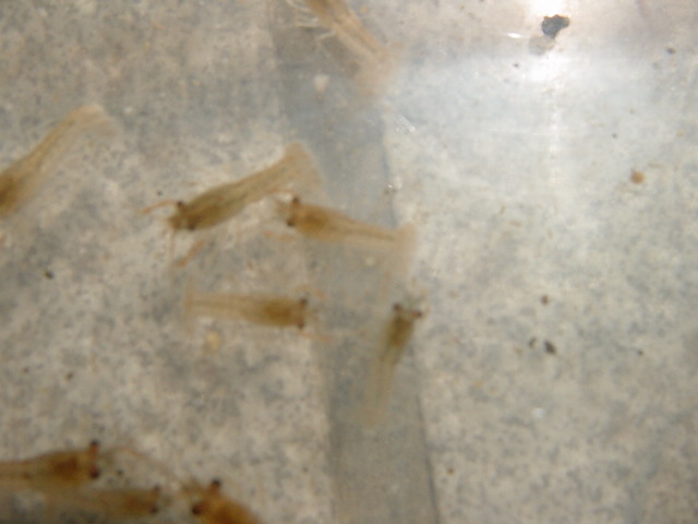 �R�����g