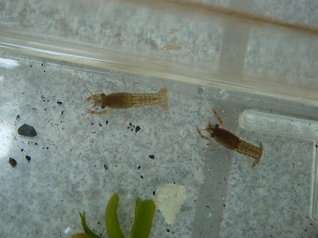 �R�����g