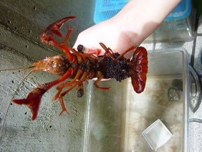 �R�����g