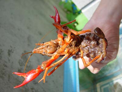 �R�����g