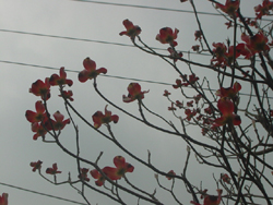 �R�����g