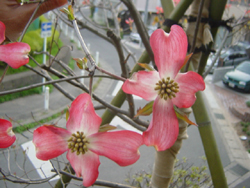 �R�����g