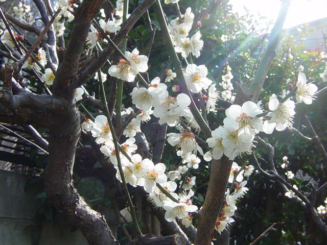 �R�����g