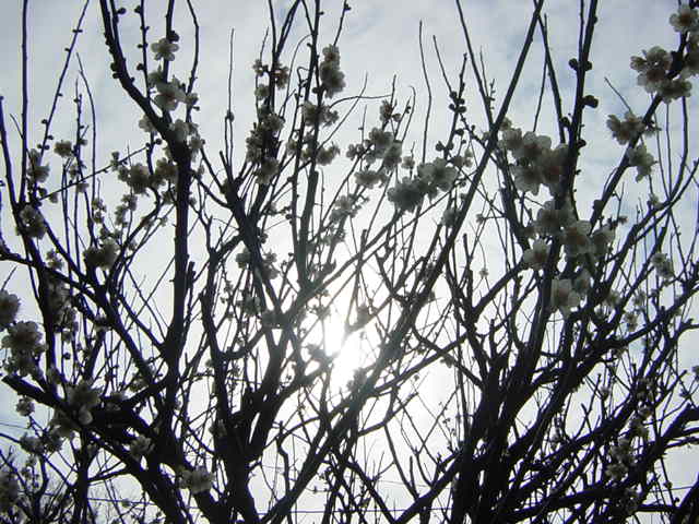 �R�����g