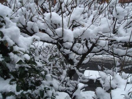 �R�����g