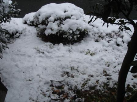 �R�����g