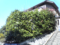 �R�����g