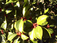 �R�����g