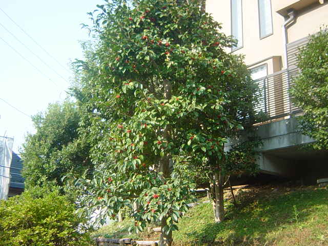 �R�����g