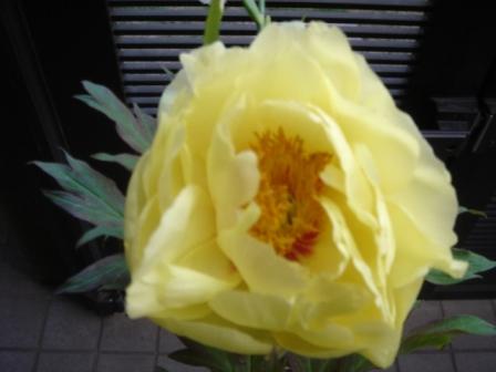 �R�����g