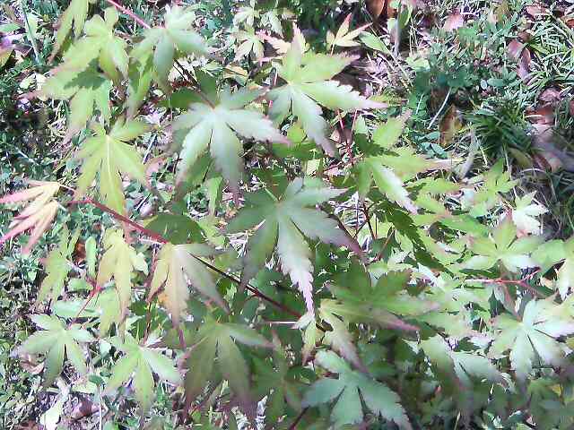 �R�����g