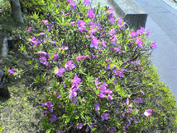 �R�����g