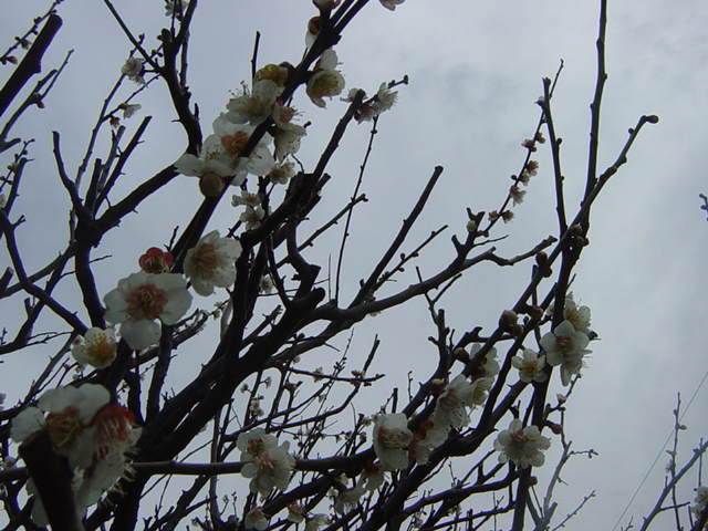 �R�����g